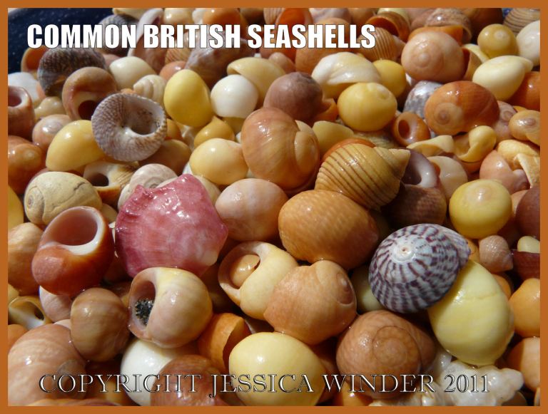 Common British seashells