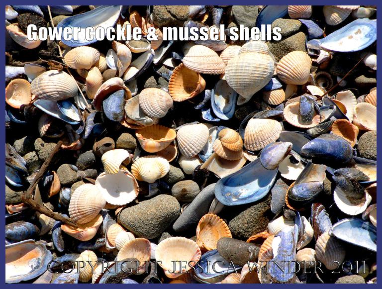 Gower cockle amd mussel shells