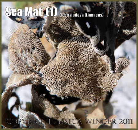 Bryozoa pictures: Bryozoan Sea Mat, Electra pilosa (Linnaeus), on dried Fucus seaweed at Port Eynon, Gower, South Wales, UK (P1020629aBlog1)