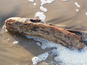 Spalted driftwood