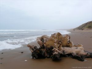 Driftwood on the beach