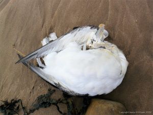 Dead fulmar bird on the seashore