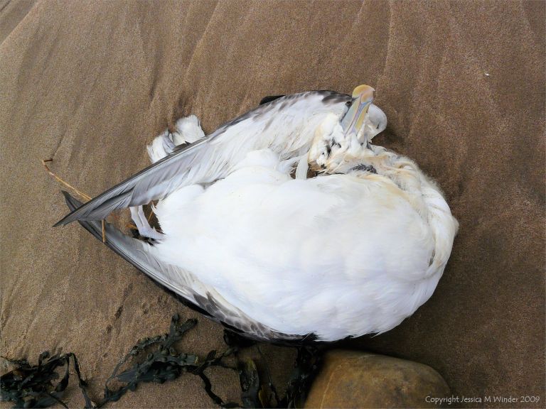 Dead fulmar bird on the seashore