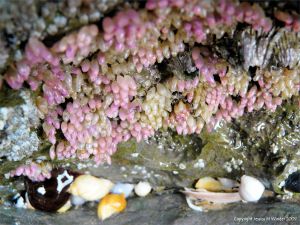 Eggs of dog whelks on rock