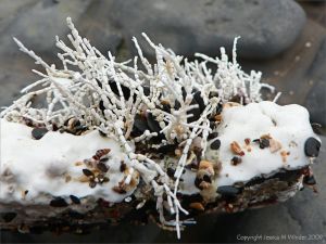 Dead white 'skeleton' of a coral weed