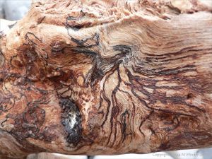 Patterns in driftwood caused by spalting