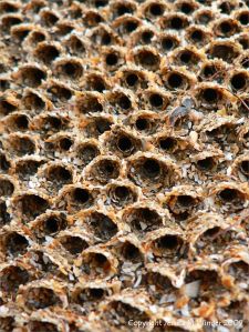 Honeycomb worm tubes