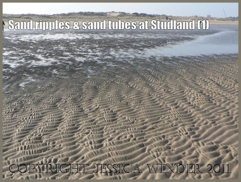 P1110400Blog1 Picture of the sand ripple pattern left by the ebbing tide on the seashore at Studland Bay, Dorset, UK on the Jurassic Coast World Heritage Site (1) Picture of the sand ripple pattern left by the ebbing tide on the seashore at Studland Bay, Dorset, UK on the Jurassic Coast World Heritage Site (1)