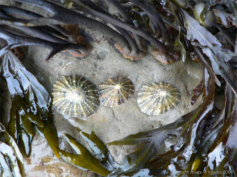 Limpets