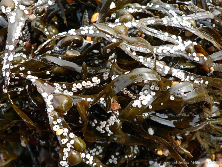 Spirorbid tube worms on seaweed
