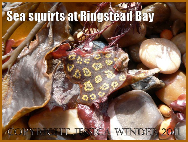 P1110482aBlog1 Picture of sea squirts: The colonial sea squirt or Ascidian called Star Sea Squirt, Botryllus schlosseri, on strandline kelp washed ashore at Ringstead Bay, Dorset, UK, on the Jurassic Coast World Heritage Site (1) Sea Squirt pictures: The colonial sea squirt or Ascidian called Star Sea Squirt, Botryllus schlosseri, on strandline seaweed washed ashore at Ringstead Bay, Dorset, UK, on the Jurassic Coast World Heritage Site (P1110482aBlog1)