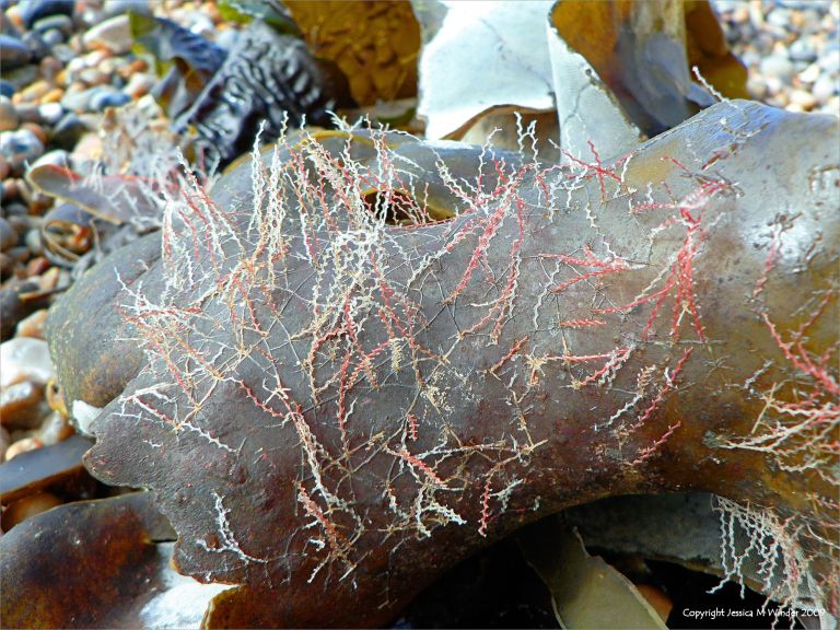 Sea firs or bryozoans on kelp