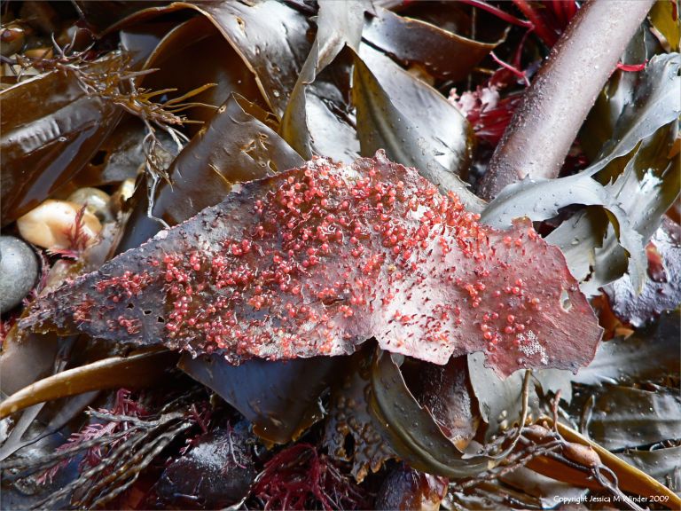 Cystocarps on red seaweed