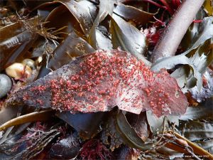 Cystocarps on red seaweed