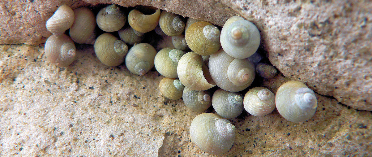 Common Winkle – Jessica's Nature Blog