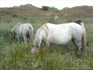 Ponies on salt marsh at Whiteford in North Gower