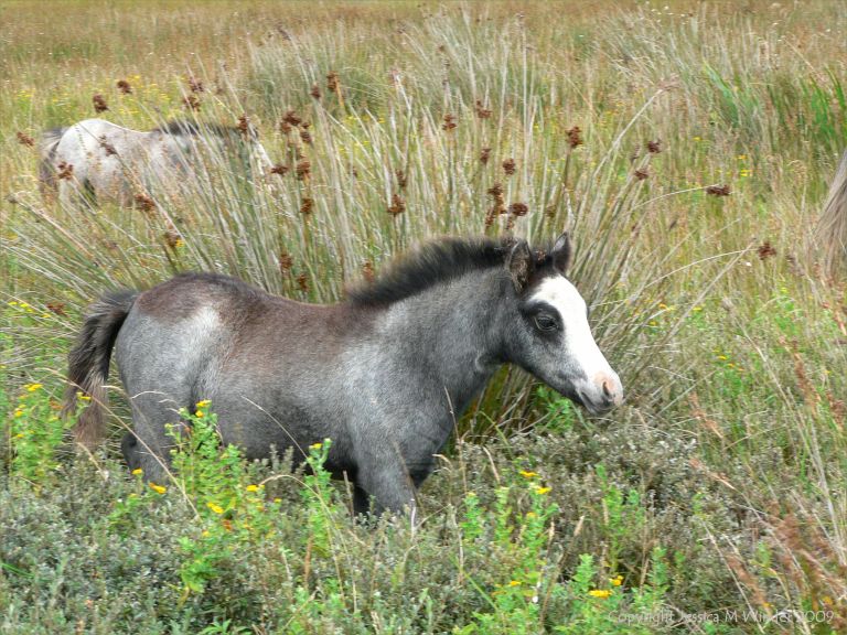 Ponies on salt marsh at Whiteford in North Gower