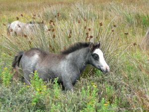 Ponies on salt marsh at Whiteford in North Gower