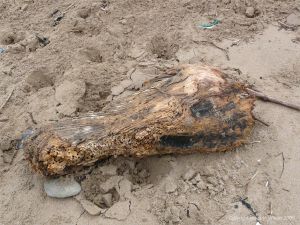 Driftwood with shipworm