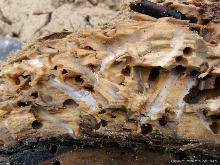 Driftwood with shipworm
