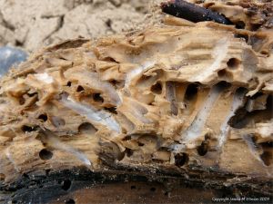 Driftwood with shipworm