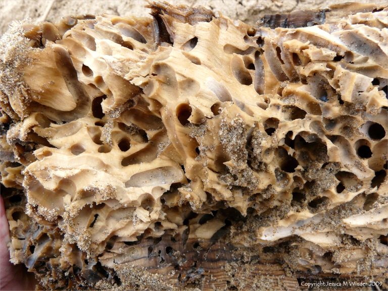 Driftwood with shipworm