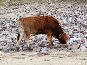 Calf foraging amongst beach pebbles