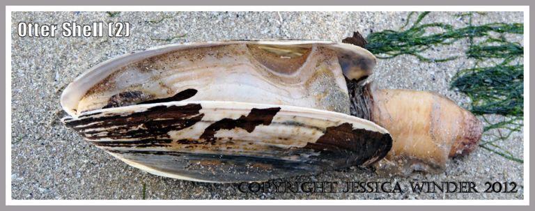 Otter Shell (2) - An older living specimen of Common Otter Shell, Lutraria lutraria (Linnaeus), stranded on the causeway between Burry Holms and Spaniard Rocks at Rhossili Bay, Gower, UK. The long, thick, partly contractile fused siphons protrude from the gaping valves.