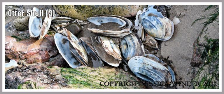 Otter Shell (3) - Empty Common Otter Shells, Lutraria lutraria (Linnaeus), washed up on the causeway between Burry Holms and Spaniard Rocks at Rhossili Bay, Gower, UK.