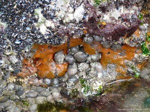 Common British sponge