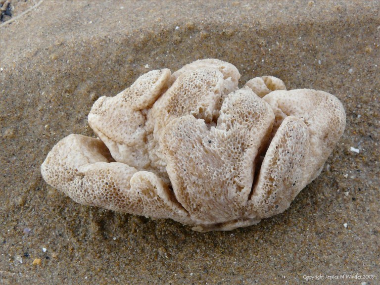 A soft coral called Dead Man's Fingers