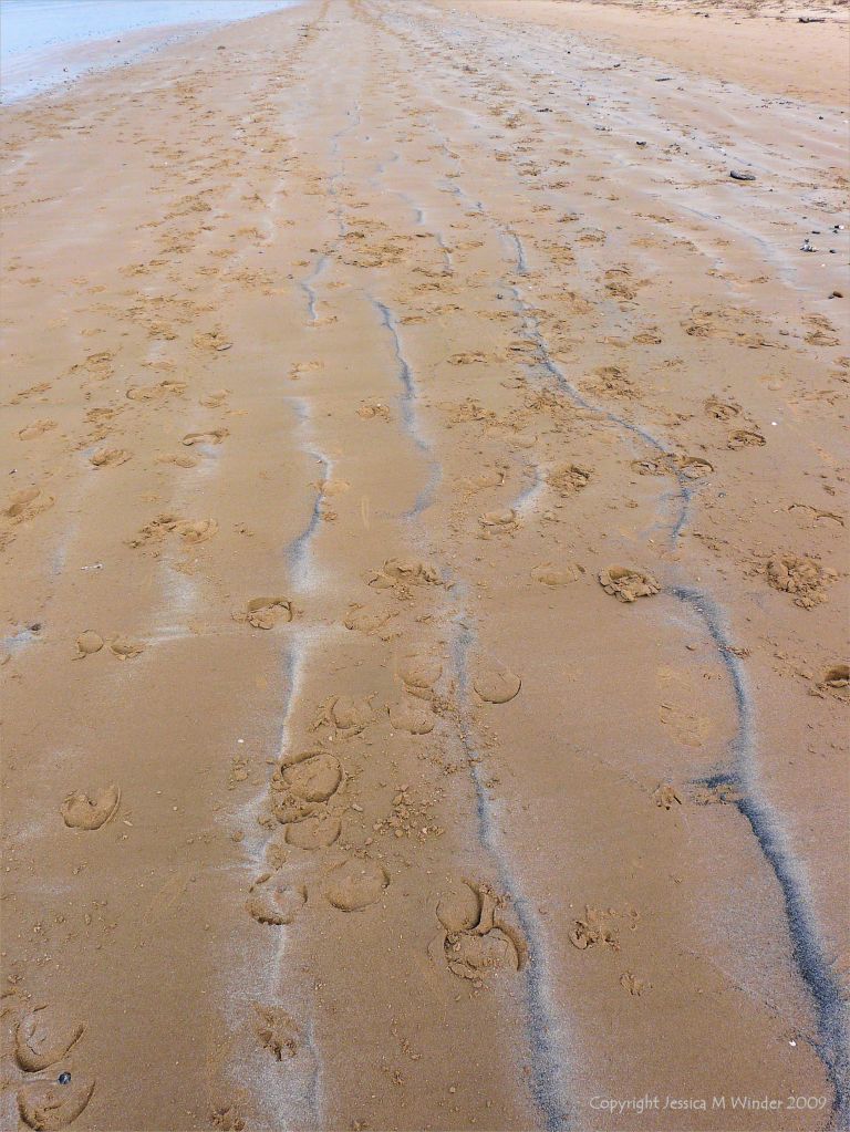 Hoof prints on the strandline at Whiteford Sands in Gower