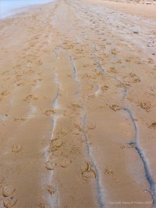 Tracks of cattle on a sandy beach