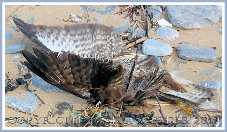 Dead bird of prey washed up on the beach