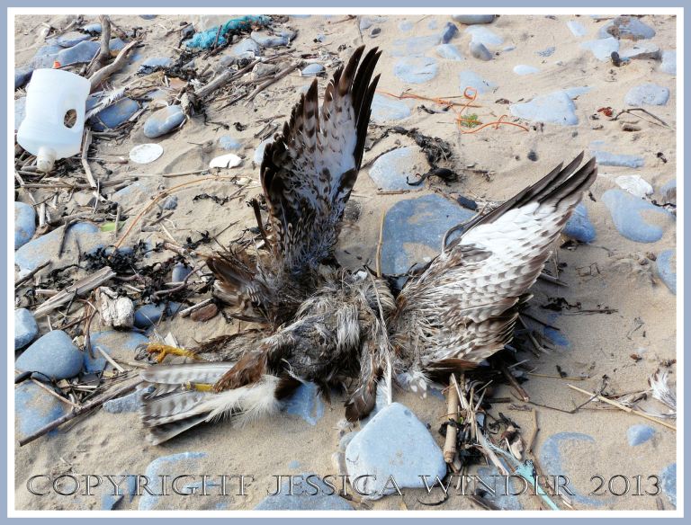 Dead bird of prey washed up on the beach