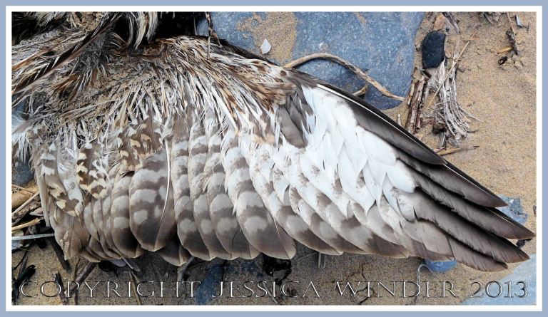 Dead bird of prey washed up on the beach - the underside of the wing.
