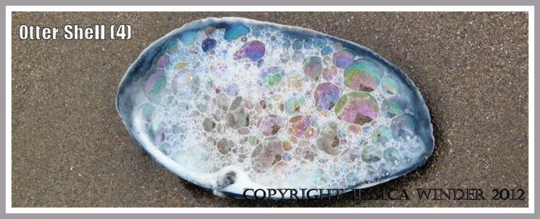 Otter Shell (4) - Empty Common Otter Shell, Lutraria lutraria (Linnaeus), found on the sandy shore of Rhossili Bay, Gower, UK, decorated with naturally occurring iridescent bubbles of sea foam.