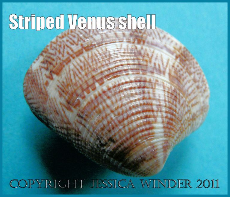 P1050262aBlog2 Close-up photograph showing the pink radiating fan-shaped bands and fine brown zig-zag markings that pattern the shell of the Striped Venus, Chamelea gallina (Linnaeus) - a common British seashell Picture of a seashell showing details of the shell texture and the pink patterns of the Striped Venus clam, Chamelea gallina (Linnaeus) - a common British seashell (P1050262aBlog2 )