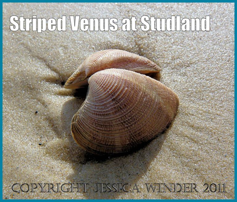 P1050397aBlog1 Paired empty valves of the Striped Venus, Chamelea gallina (Linnaeus), on the wet sand at Studland Bay, Dorset, UK on the Jurassic Coast World Heritage Site (1) make a nice seashell picture Paired empty valves of the Striped Venus, Chamelea gallina (Linnaeus), on the wet sand at Studland Bay, Dorset, UK on the Jurassic Coast World Heritage Site (P1050397aBlog1 ) - picture of a common British seashell.