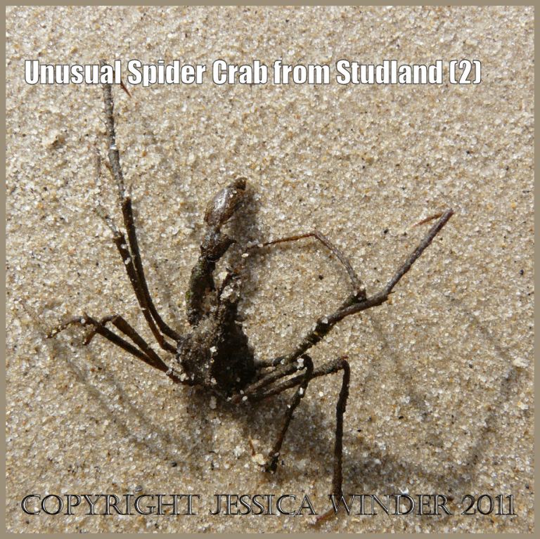 P1050457aBlog2 An unusual find: a small Spider Crab, probably Inachus phalangium (Fabricius), stranded on the beach at Studland Bay, Dorset, UK on 1st March 2009. Studland is part of the World Heritage Site Jurassic Coast (2) Crab pictures: A small Spider Crab, probably Inachus phalangium (Fabricius), stranded on the beach at Studland Bay, Dorset, UK on 1st March 2009. Studland is part of the World Heritage Site Jurassic Coast (2)