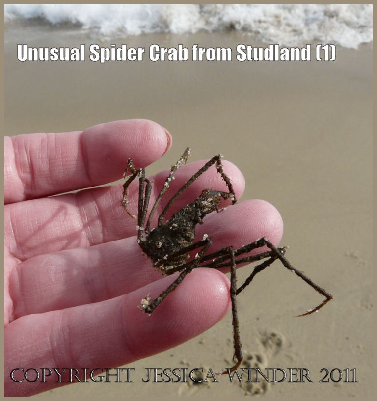 P1050458aBlog1 An unusual find: a small Spider Crab, Inachus sp., stranded on the beach at Studland Bay, Dorset, UK on 1st March 2009. Studland is part of the World Heritage Site Jurassic Coast (1) Crab pictures: an unusual small Spider Crab, Inachus sp., stranded on the beach at Studland Bay, Dorset, UK on 1st March 2009. Studland is part of the World Heritage Site Jurassic Coast (1)