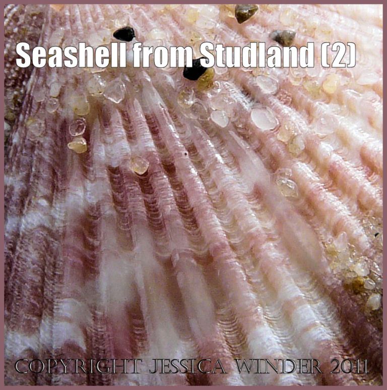 P1050520bBlog2 Close-up or macro photograph of a small Variegated Scallop seashell with a pink and white pattern and scattered sand grains from the beach at Studland Bay, Dorset, UK on the Jurassic Coast World Heritage Site (2)