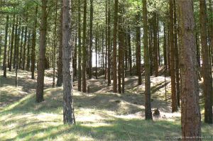 Dunes stabilised by pine trees