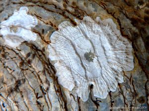 Pattern left by an acorn barnacle which has become detached from the outside of an oyster shell