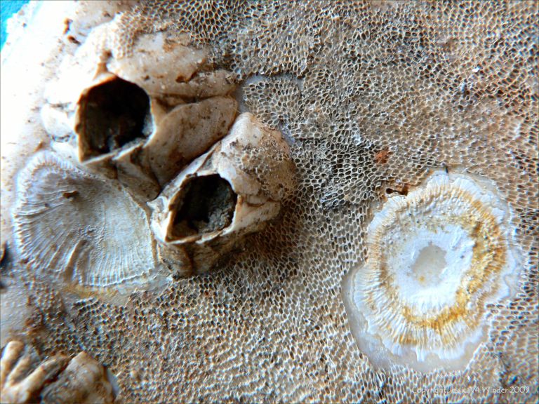 Empty acorn barnacles, attachment 'scars', and bryozoa on an oyster shell