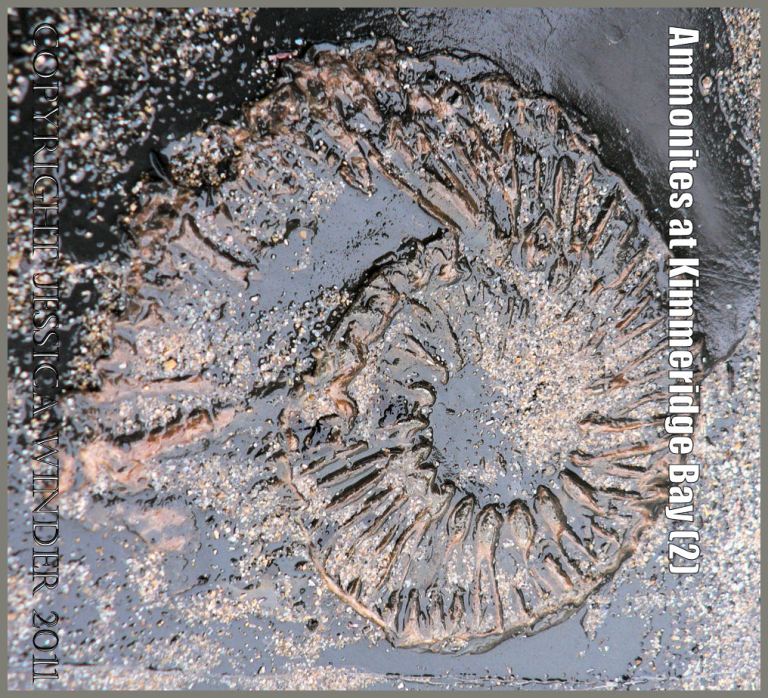 P1050276bBlog2 Ammonite fossil from Kimmeridge Bay, Dorset, UK on the Jurassic Coast World Heritage Site (2)