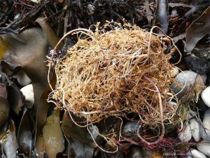 A ball of dried plant material washed up on a beach