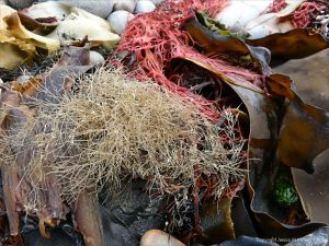 Hydroids and seaweed on the strandline