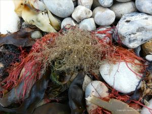 Hydroids and seaweed on the strandline