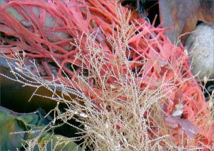 Hydroids and seaweed on the strandline